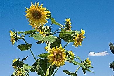 游戏科学虎年春节祝福 《黑神话：悟空》开发竟是这般景象？